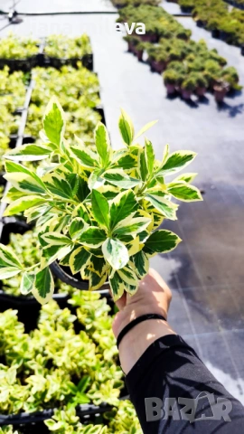 Евонимус Браво, Euonymus japonicus Bravo, снимка 8 - Градински цветя и растения - 54457987