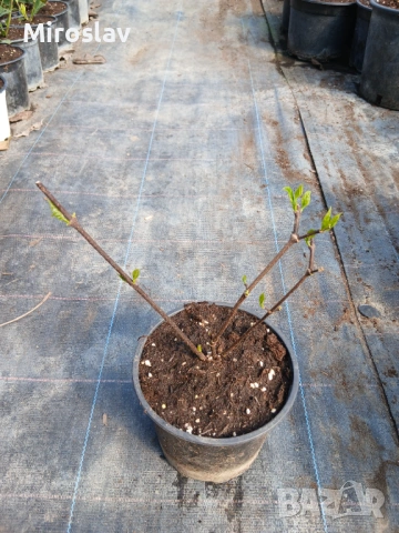 Каликантус, снимка 9 - Градински цветя и растения - 54041573