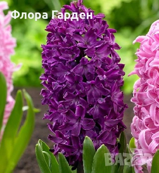Луковици ЗЮМБЮЛ - Предварителни поръчки, снимка 10 - Градински цветя и растения - 51033126