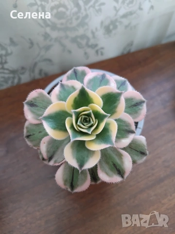Рядко сукулентно растение Еониум Киви (Aeonium haworthii Variegatum
