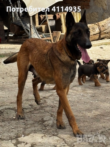 Кучета малиноа и родопско гонче, снимка 2 - Други - 54284679