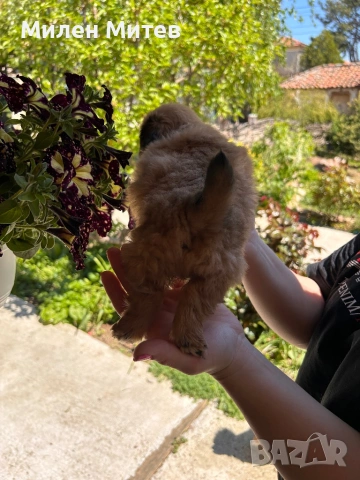 Кученца пекинез, снимка 4 - Пекинез - 54309829