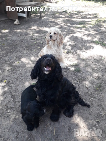 Cocker Spaniel, снимка 2 - Кокер шпаньол - 54723852