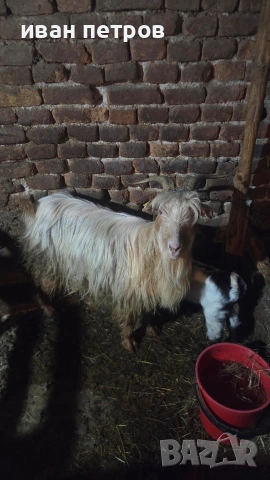 продавам коза с мъжко яре