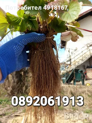 Разсад ягоди🍓👌🏻, снимка 4 - Сортови семена и луковици - 55656569