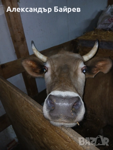 Крави жарсета, снимка 5 - Крави - 53952146
