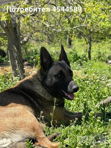 Белгийска Овчарка, снимка 5 - Търси партньор - 54596588