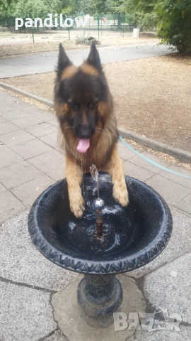 Немска овчарка си търси приятелка