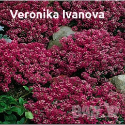 Цветя, снимка 6 - Разсади - 54076484