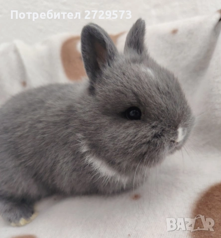 Декоративни Зайчета - Зайче Лъвска Глава Холандско Джудже Декоративно Зайче Мини Заек Зайци Джуджета