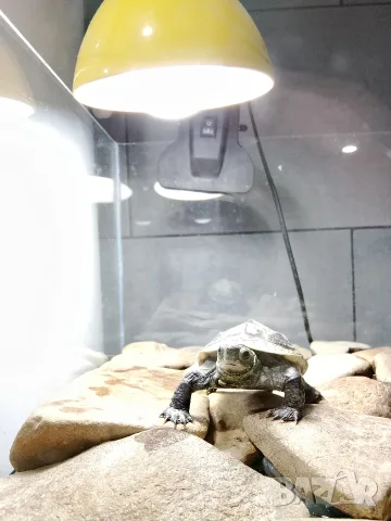 Водна костенурка с аквариум и аксесоари , снимка 2 - Костенурки - 55686709