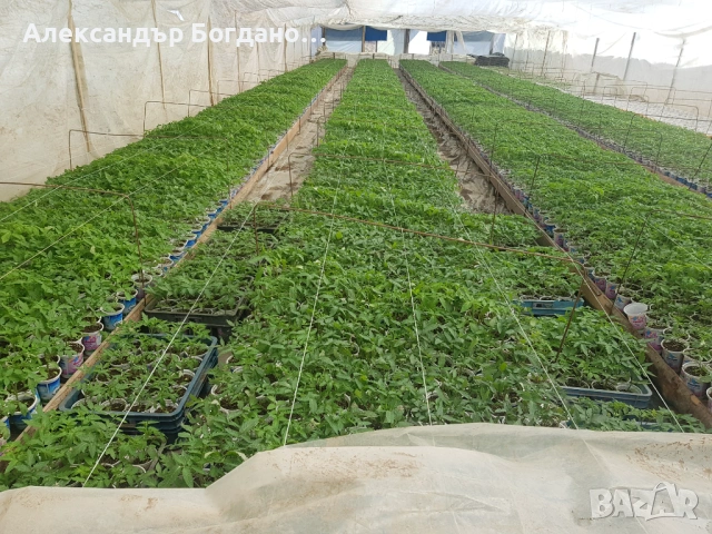 Продавам качествен разсад домати и краставици, от дългогодишен производител! , снимка 2 - Разсади - 54120427