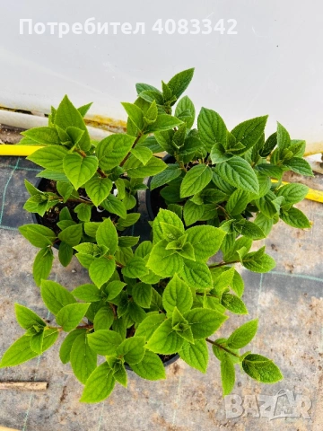 Хортензия за слънце, снимка 7 - Градински цветя и растения - 54139787