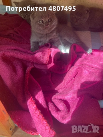 Продавам шотландски клепоухи малки котенца 😻, снимка 5 - Други - 54309809