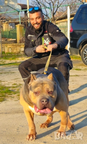 Американско Були Хл American bully Xl ABKC , снимка 8 - Други - 54806076