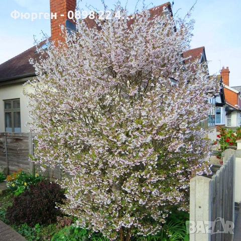 Японска вишна (Фуджи череша), снимка 4 - Разсади - 54102932