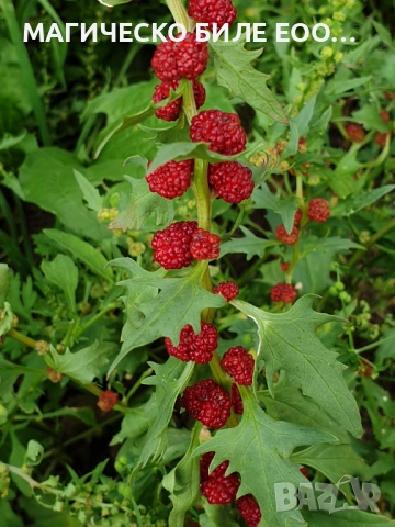 Гърличе (Chenopodium foliosum/Chenopodium virgatum) алкохолен извлек (с клетъчен комплекс, който под, снимка 2 - Други - 54865828