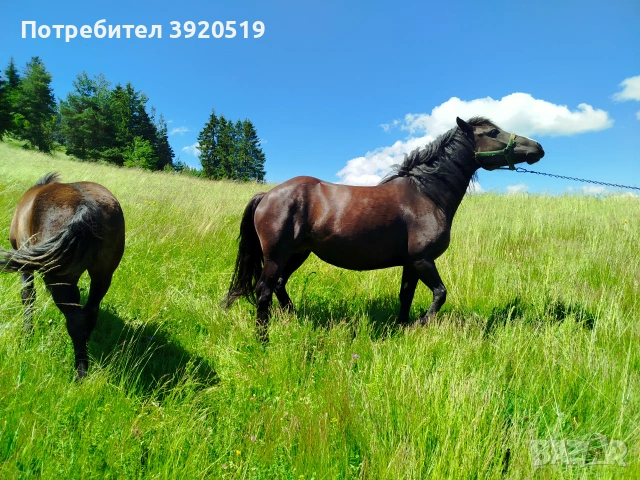 Кобила на 4години, снимка 3 - Коне - 55015969