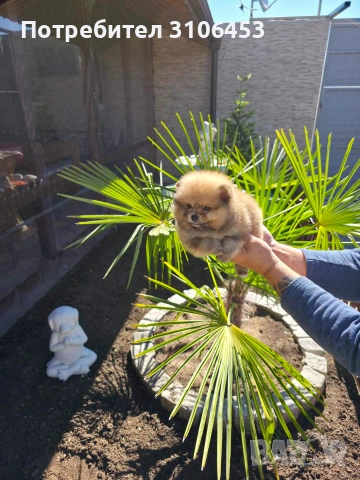 Померан мини  pomeranian mini, снимка 2 - Померан - 55005674
