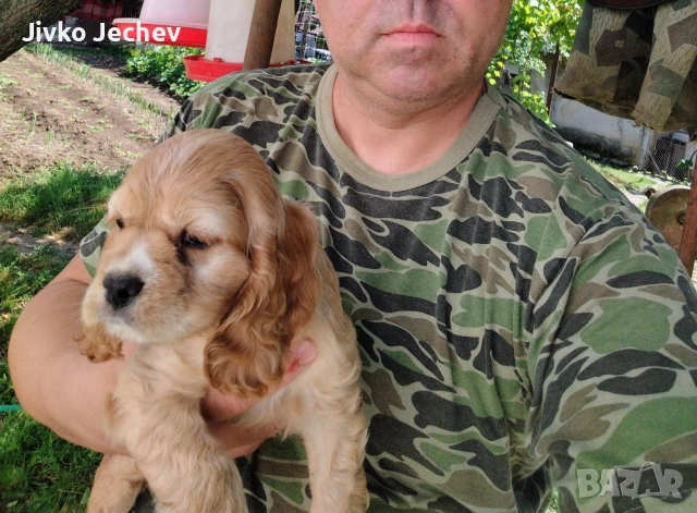 Кокер Шпаньол - , снимка 5 - Кокер шпаньол - 55161337