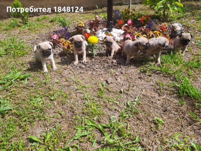 Продавам мопсчета , снимка 2 - Мопс - 54726343