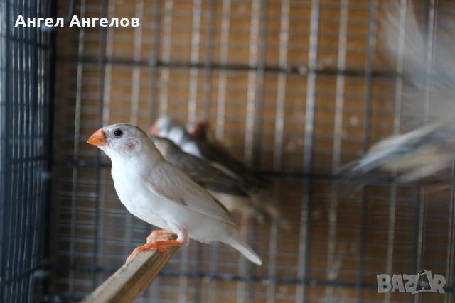 зеброви амадини , снимка 2 - Амадини - 55052844