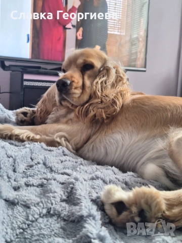 Английски Кокер шпаньол , снимка 11 - Търси партньор - 53963879