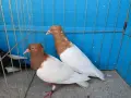 Джимпели Архангели, снимка 2