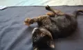 Бездомно женско коте, снимка 12