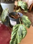 Philodendron Gloriosum Snow Leopard (rare), снимка 3