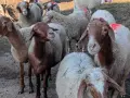 овце, кочове, агента , снимка 1