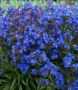 Anchusa ‘Blue Angel’ (Анхуза Син ангел), снимка 2