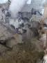 продавам белгийски овчарки, снимка 2