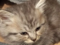 Полуперсийски котенца  момиче и момче, снимка 3