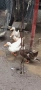 продава крякащи патки 3бр., снимка 1