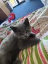 Котенок Шатланский вислоухий 4 месяца, снимка 3