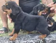 🐶 Свободни са 2 женски и 1 мъжко кученце. с по 1 ваксина, снимка 12