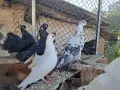 Продаам Гълъби руски кабаци, снимка 5