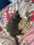 Котенок Шатланский вислоухий 4 месяца, снимка 7
