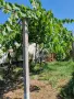 Продава къща село Бошуля, снимка 5