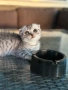 Мъжко шотландско клепоухо сребърно котенце , снимка 18