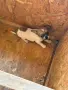 Малко кученце Чихуахуа , снимка 2