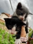 Подарявам малки котенца на  1 месец, снимка 10