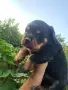 🐶 Свободни са 2 женски и 1 мъжко кученце. с по 1 ваксина, снимка 7