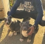 American bully XL / Американско були ХЛ, снимка 3