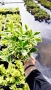 Евонимус Браво, Euonymus japonicus Bravo, снимка 8