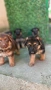 Немски овчарки , снимка 4