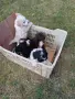 Продавам Лагото Романьоло, снимка 2