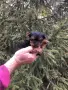 СУПЕР МИНИ ЙОРКИТА Доставка, снимка 5