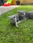 Британски котенца, снимка 7
